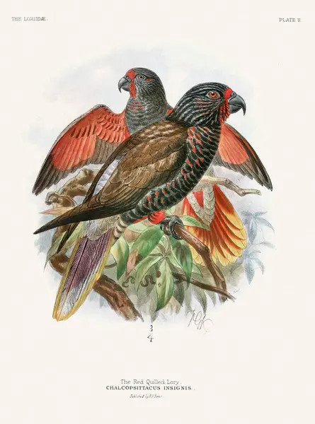 stock image Vintage Parrot Illustration. Colorful drawing of parrots from a 19th-century book published in London. Circa 1896