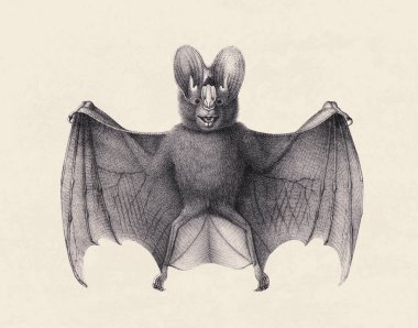Yarasa çizimi. Eski bir bej arka planda izole edilmiş bir yarasanın kalem çizimi.