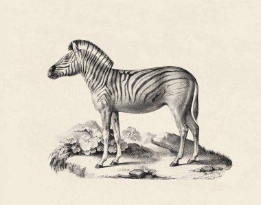 Zebra çizimi. Eski bir bej arka planda izole edilmiş bir zebranın kalem çizimi.