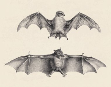 Yarasa çizimi. Eski bir bej arka planda izole edilmiş yarasaların kalem çizimi.