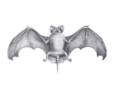 Yarasa çizimi. Düz beyaz bir arkaplanda izole edilmiş bir yarasanın kalem çizimi.