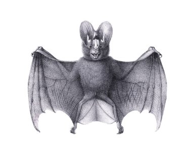 Yarasa çizimi. Düz beyaz bir arkaplanda izole edilmiş bir yarasanın kalem çizimi.