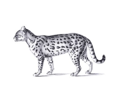 Seylan kedi illüstrasyonu. Beyaz arka planda izole edilmiş bir Seylan kedisinin kalem çizimi..