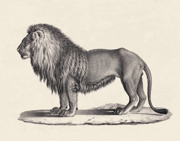 Львиная иллюстрация. Рисунок льва на бежевом фоне.