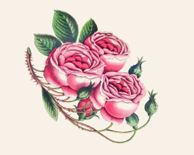 Gül çizimi, açık bej arka planda izole güllerin suluboya resmi, meyve tasarımı sanatı, clipart çizimi, grafik logosu