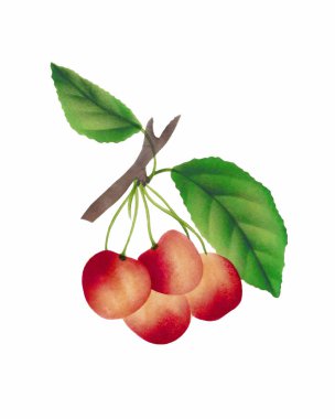 Kiraz çizimi, beyaz arka planda izole edilmiş kiraz boyası, meyve tasarımı sanatı, clipart çizimi, grafik logosu