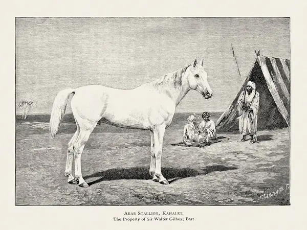 stock image Vintage horse illustration from a 19th-century book on light horse breeds.