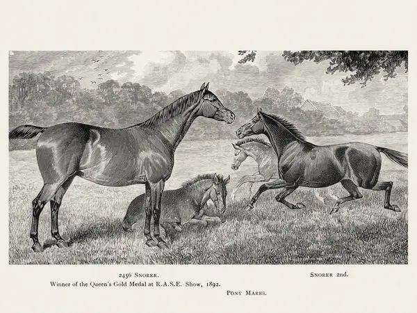 stock image Vintage horse illustration from a 19th-century book on light horse breeds.