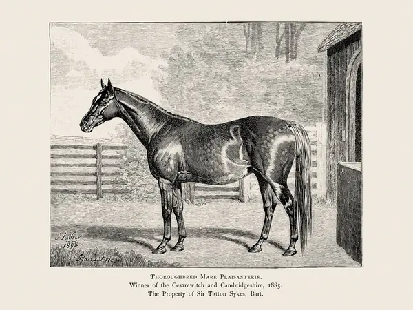 stock image Vintage horse illustration from a 19th-century book on light horse breeds.