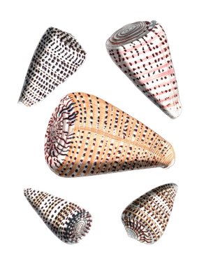 Deniz kabuğu seti. Deniz kabuğu koleksiyonunun bir yansıması. Beyaz arkaplanda suluboya ve mürekkeple yaratıldı.