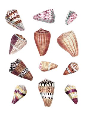 Seashell Set. Illustration of a collection of seashells. Created with watercolor and ink on a white backdrop. clipart