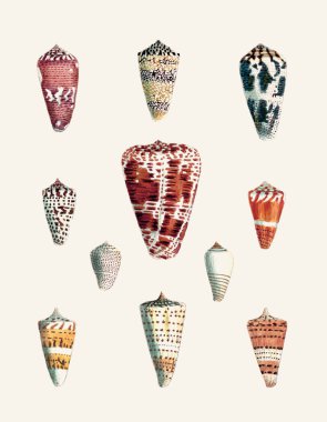 Seashell Set. Illustration of a collection of seashells. Created with watercolor and ink on a light beige backdrop. clipart