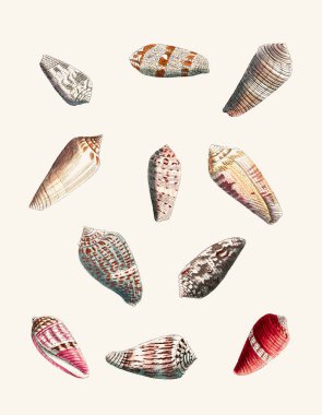Deniz kabuğu seti. Deniz kabuğu koleksiyonunun bir yansıması. Açık bej arkaplanda suluboya ve mürekkeple oluşturuldu.