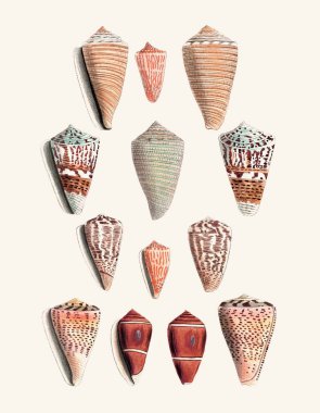 Deniz kabuğu seti. Deniz kabuğu koleksiyonunun bir yansıması. Açık bej arkaplanda suluboya ve mürekkeple oluşturuldu.