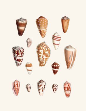 Seashell Set. Illustration of a collection of seashells. Created with watercolor and ink on a light beige backdrop. clipart