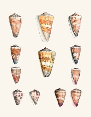 Deniz kabuğu seti. Deniz kabuğu koleksiyonunun bir yansıması. Açık bej arkaplanda suluboya ve mürekkeple oluşturuldu.