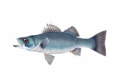 Balık çizimi. Dijital suluboya teknikleri kullanılarak oluşturulan canlı bir baskı, suda yaşamın güzelliğini gözler önüne seriyor..