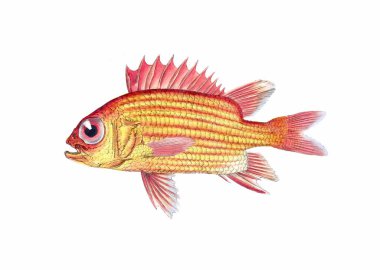 Balık çizimi. Dijital suluboya teknikleri kullanılarak oluşturulan canlı bir baskı, suda yaşamın güzelliğini gözler önüne seriyor..