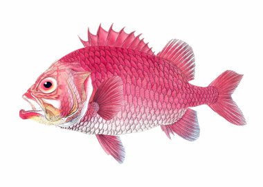 Fish illustration. A vibrant print created using digital watercolor techniques, showcasing the beauty of aquatic life. clipart