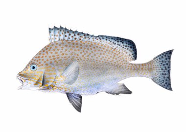 Balık çizimi. Dijital suluboya teknikleri kullanılarak oluşturulan canlı bir baskı, suda yaşamın güzelliğini gözler önüne seriyor..