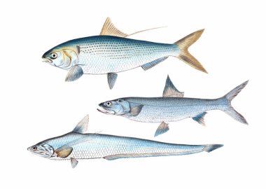 Balık çizimi. Dijital suluboya teknikleri kullanılarak oluşturulan canlı bir baskı, suda yaşamın güzelliğini gözler önüne seriyor..