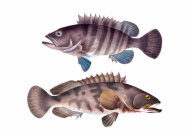 Balık çizimi. Dijital suluboya teknikleri kullanılarak oluşturulan canlı bir baskı, suda yaşamın güzelliğini gözler önüne seriyor..