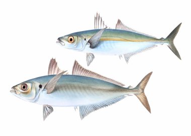 Balık çizimi. Dijital suluboya teknikleri kullanılarak oluşturulan canlı bir baskı, suda yaşamın güzelliğini gözler önüne seriyor..