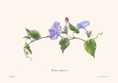 Hawaii çiçeklerinin 1885 'ten kalma çiçek illüstrasyonu. Antika botanik sanatı. Egzotik ada çiçekleri sergileniyor. Doğa, tarih ve çiçek temalı projeler için mükemmel..