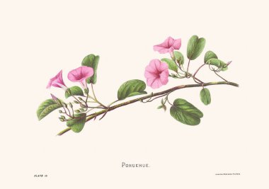 Hawaii çiçeklerinin 1885 'ten kalma çiçek illüstrasyonu. Antika botanik sanatı. Egzotik ada çiçekleri sergileniyor. Doğa, tarih ve çiçek temalı projeler için mükemmel..