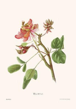 Hawaii çiçeklerinin 1885 'ten kalma çiçek illüstrasyonu. Antika botanik sanatı. Egzotik ada çiçekleri sergileniyor. Doğa, tarih ve çiçek temalı projeler için mükemmel..