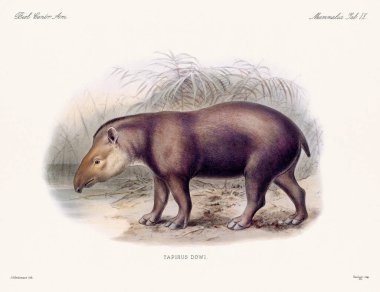 Tapir. Biologia Centrali Americana 'dan klasik zoolojik çizimler, 1879' da yayınlandı. Orta Amerika 'ya özgü bir hayvan..