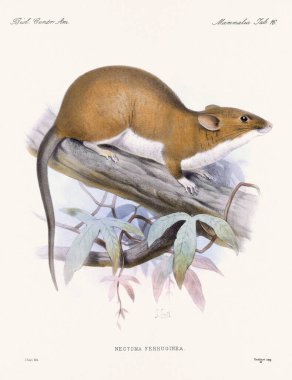 Kemirgen. Biologia Centrali Americana 'dan klasik zoolojik çizimler, 1879' da yayınlandı. Orta Amerika 'ya özgü bir hayvan..