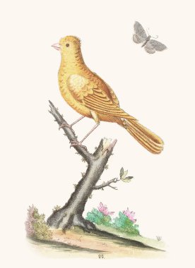 Vintage Bird Illustration. 18. yüzyıl Alman kuşbilim kitabından bir kuşun el boyaması. Detaylı ve canlı, doğal sanatsal göstergeler. 1793 yılı..