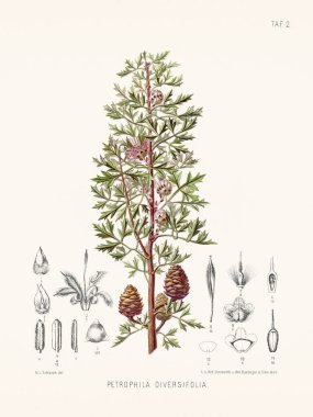 Botanical illustration from 1879, depicting plants with Latin descriptions. Published in Germany, showcasing plant specimens from global expeditions by Saxon-Coburg princes. clipart