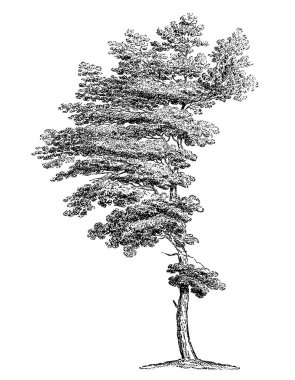 Siyah-beyaz ağaç çizimi. Oldukça detaylı dijital çizimler karmaşık dallar ve dokular yakalıyor. Doğadan esinlenilmiş tasarımlar için mükemmel bir sanat eseri..