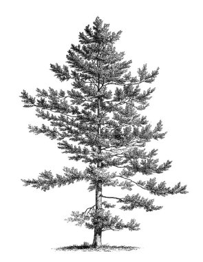 Siyah-beyaz ağaç çizimi. Oldukça detaylı dijital çizimler karmaşık dallar ve dokular yakalıyor. Doğadan esinlenilmiş tasarımlar için mükemmel bir sanat eseri..