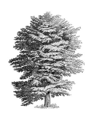 Siyah-beyaz ağaç çizimi. Oldukça detaylı dijital çizimler karmaşık dallar ve dokular yakalıyor. Doğadan esinlenilmiş tasarımlar için mükemmel bir sanat eseri..