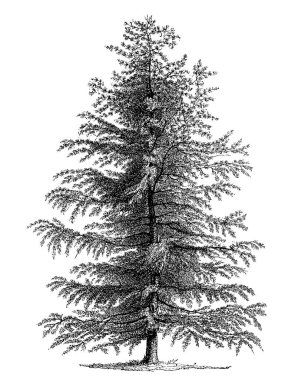 Siyah-beyaz ağaç çizimi. Oldukça detaylı dijital çizimler karmaşık dallar ve dokular yakalıyor. Doğadan esinlenilmiş tasarımlar için mükemmel bir sanat eseri..