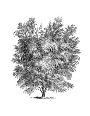 Black and white tree illustration. Highly detailed digital drawing capturing intricate branches and textures. Beautiful artwork perfect for nature-inspired designs. clipart