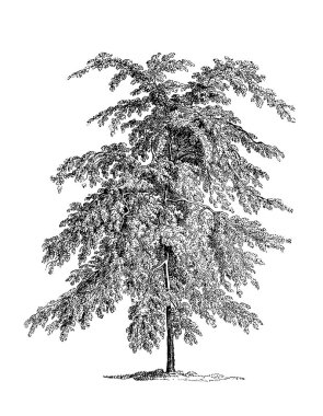 Siyah-beyaz ağaç çizimi. Oldukça detaylı dijital çizimler karmaşık dallar ve dokular yakalıyor. Doğadan esinlenilmiş tasarımlar için mükemmel bir sanat eseri..