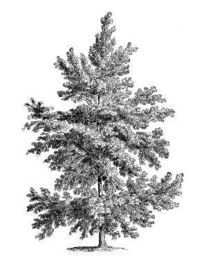 Siyah-beyaz ağaç çizimi. Oldukça detaylı dijital çizimler karmaşık dallar ve dokular yakalıyor. Doğadan esinlenilmiş tasarımlar için mükemmel bir sanat eseri..
