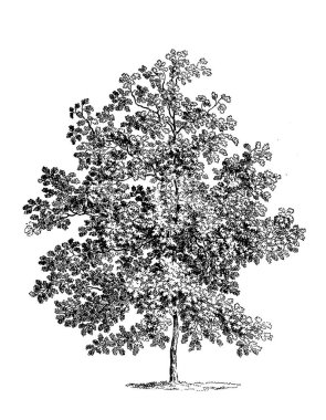 Siyah-beyaz ağaç çizimi. Oldukça detaylı dijital çizimler karmaşık dallar ve dokular yakalıyor. Doğadan esinlenilmiş tasarımlar için mükemmel bir sanat eseri..