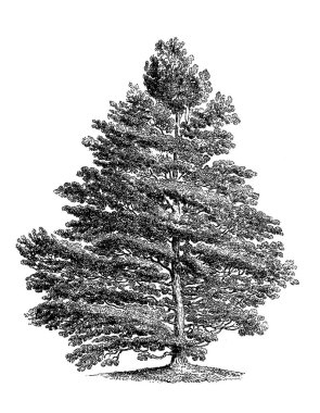 Siyah-beyaz ağaç çizimi. Oldukça detaylı dijital çizimler karmaşık dallar ve dokular yakalıyor. Doğadan esinlenilmiş tasarımlar için mükemmel bir sanat eseri..