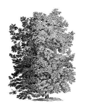 Black and white tree illustration. Highly detailed digital drawing capturing intricate branches and textures. Beautiful artwork perfect for nature-inspired designs. clipart