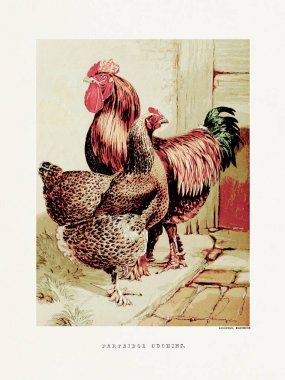 Klasik kümes hayvanları illüstrasyonu. Süslü ve çiftlik kuşları hakkındaki bir İngilizce kitaptan 19. yüzyıl tasviri. İngiltere, yaklaşık 1867..