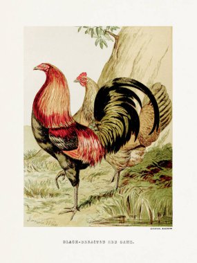 Klasik kümes hayvanları illüstrasyonu. Süslü ve çiftlik kuşları hakkındaki bir İngilizce kitaptan 19. yüzyıl tasviri. İngiltere, yaklaşık 1867..