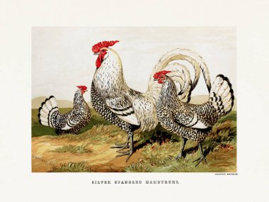 Klasik kümes hayvanları illüstrasyonu. Süslü ve çiftlik kuşları hakkındaki bir İngilizce kitaptan 19. yüzyıl tasviri. İngiltere, yaklaşık 1867..