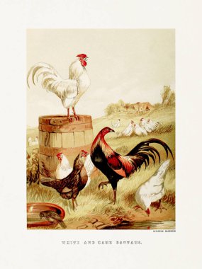 Klasik kümes hayvanları illüstrasyonu. Süslü ve çiftlik kuşları hakkındaki bir İngilizce kitaptan 19. yüzyıl tasviri. İngiltere, yaklaşık 1867..