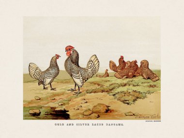 Klasik kümes hayvanları illüstrasyonu. Süslü ve çiftlik kuşları hakkındaki bir İngilizce kitaptan 19. yüzyıl tasviri. İngiltere, yaklaşık 1867..