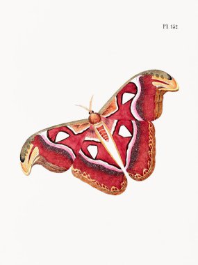 Hollandalı bir kitaptan antik bir kelebek çizimi. Yaklaşık 1848 'de. Detaylı doğaüstü oymalarla enfes bir entomolojik sanat eseri..